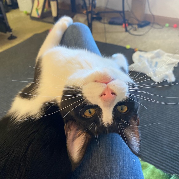 Meet your Posher, Chloe - Picture 6 of 6